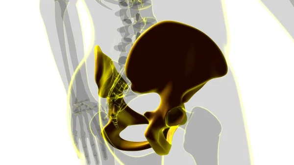 Human Skeleton Hip Pelvic Bone Anatomy Medical Concept Illustration — Stock fotografie