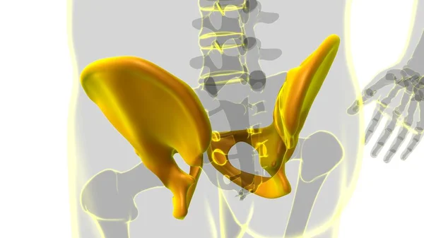 Menselijke Skelet Hip Bekken Anatomie Voor Medisch Concept Illustratie — Stockfoto