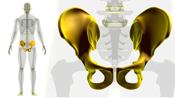 Menselijke Skelet Hip Bekken Anatomie Voor Medisch Concept Illustratie — Stockfoto