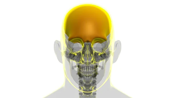 உடற — ஸ்டாக் புகைப்படம்