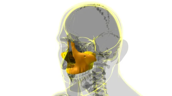 Anatomia Óssea Maxillal Crânio Humano Esqueleto Para Ilustração Médica Conceito — Fotografia de Stock