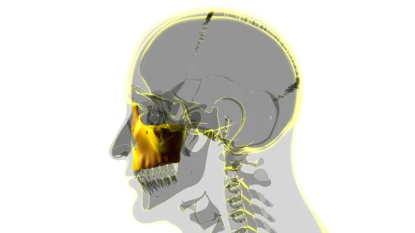 Menselijke Skelet Schedel Maxillal Bot Anatomie Voor Medisch Concept Illustratie — Stockfoto