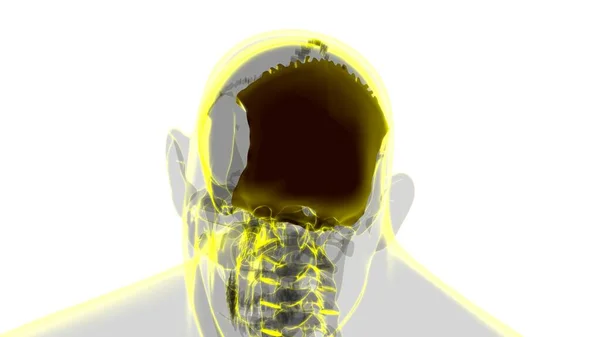 Menselijke Skelet Schedel Occipitale Bot Anatomie Voor Medisch Concept Illustratie — Stockfoto