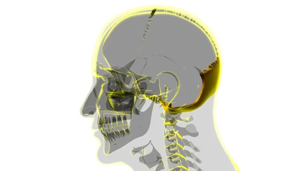 人間の骨格頭蓋骨 3Dイラスト 医学的概念の骨解剖学 — ストック写真