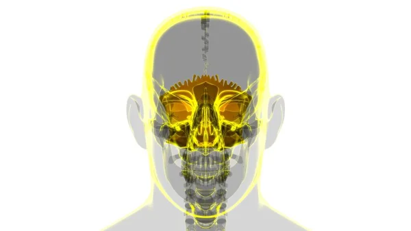 Ludzki Szkielet Czaszka Potyliczny Kości Anatomia Dla Medycznej Koncepcji Ilustracja — Zdjęcie stockowe