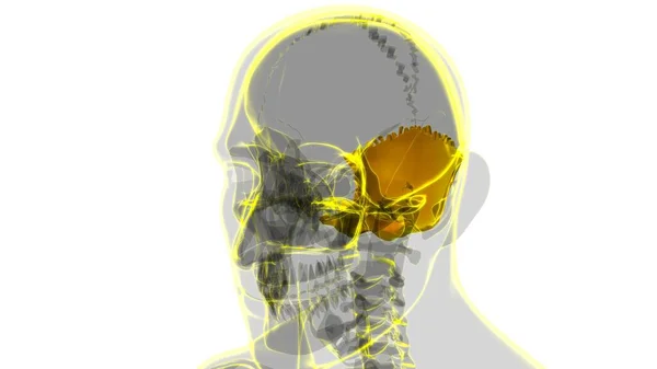 Nsan Iskeleti Kafatası Oksipital Kemik Anatomisi Tıbbi Konsept Boyutlu Llüstrasyon — Stok fotoğraf