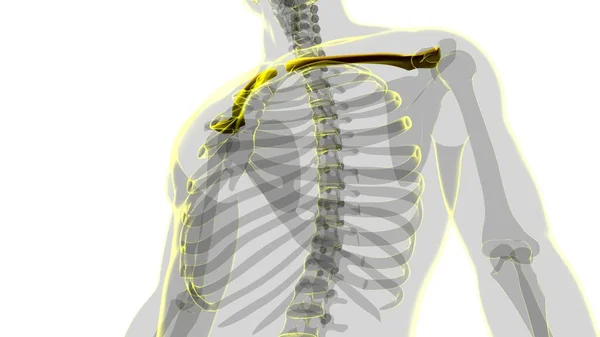 Human Skeleton Anatomy Clavicle Bones Rendering Medical Concept — Stock Photo, Image