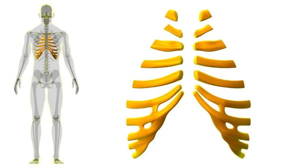 Anatomie Squelette Humain Rendu Cartilage Côtier Pour Concept Médical — Photo