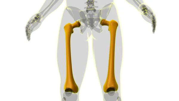 Anatomie Squelettique Humaine Rendu Fémur Pour Concept Médical — Photo