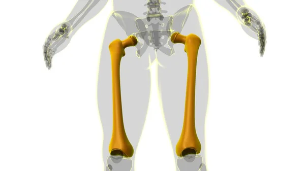 Anatomía Del Esqueleto Humano Representación Del Hueso Del Fémur Para — Foto de Stock