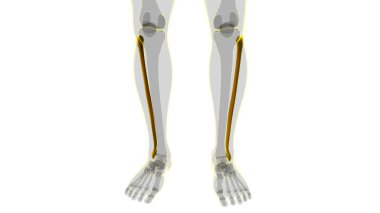 İnsan iskeleti anatomisi Fibula Kemiği Tıbbi Konsept için 3B Hazırlama
