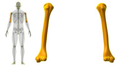 İnsan iskeleti anatomisi Humerus Kemiği Tıbbi Konsept için 3B Hazırlama