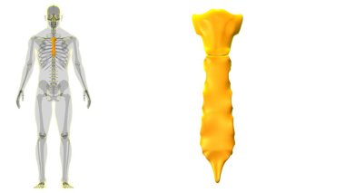 Tıbbi Konsept için İnsan İskeleti Göğüs Kemiği Anatomisi 3 boyutlu Görüntü