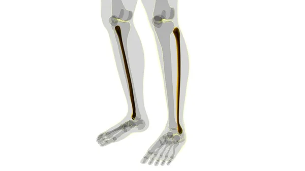 Mänskligt Skelett Anatomi Fibula Ben Rendering För Medicinskt Koncept — Stockfoto