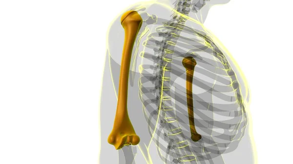 人体骨骼解剖学Humerus骨三维重建医学概念 — 图库照片