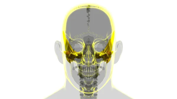 Anatomia Ossea Temporale Del Cranio Dello Scheletro Umano Illustrazione Medica — Foto Stock