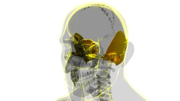 人体骨格頭蓋骨 3Dイラスト 医学的概念のための骨解剖学 — ストック写真