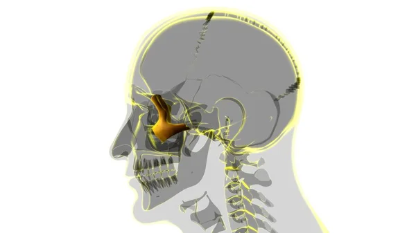 Ludzki Szkielet Czaszka Zygomatyczna Anatomia Kości Dla Medycznej Koncepcji Ilustracja — Zdjęcie stockowe