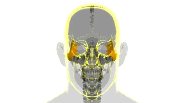 Anatomia Ossea Zigomatica Del Cranio Dello Scheletro Umano Illustrazione Medica — Foto Stock