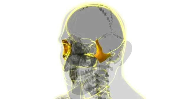 Human Skeleton Skull Zygomatic Bone Anatomy Medical Concept Illustration — Stock fotografie