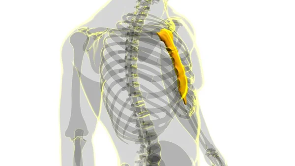 Emberi Csontváz Szegycsont Csont Anatómia Orvosi Koncepció Illusztráció — Stock Fotó