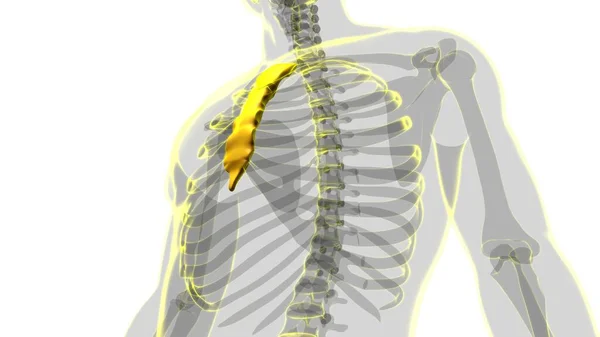 Human Skeleton Sternum Bone Anatomy Medical Concept Illustration — 스톡 사진