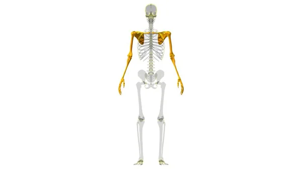 Menselijk Skelet Bovenste Ledematen Anatomie Illustratie — Stockfoto