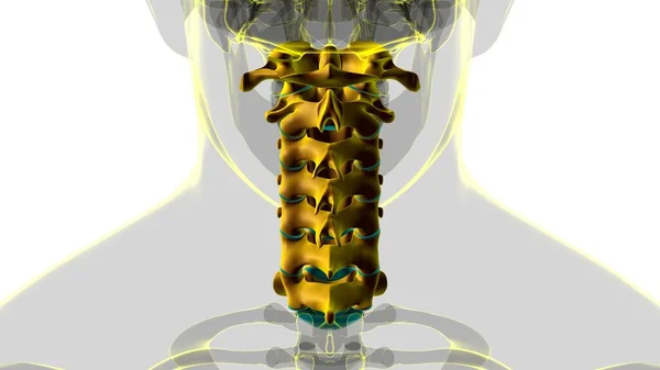 Esqueleto Humano Coluna Vertebral Vértebras Cervicais Anatomia Ilustração — Fotografia de Stock