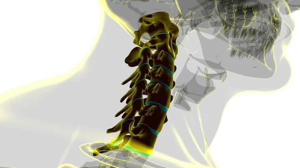 Nsan Skeleti Omurgası Servikal Omurga Anatomisi Llüstrasyon — Stok fotoğraf