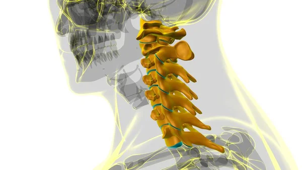 人体骷髅脑柱颈椎椎体解剖3D图解 — 图库照片