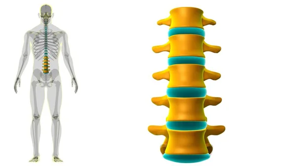 Human Skeleton Vertebral Column Lumbar Vertebrae Anatomy Illustration — Stock Photo, Image