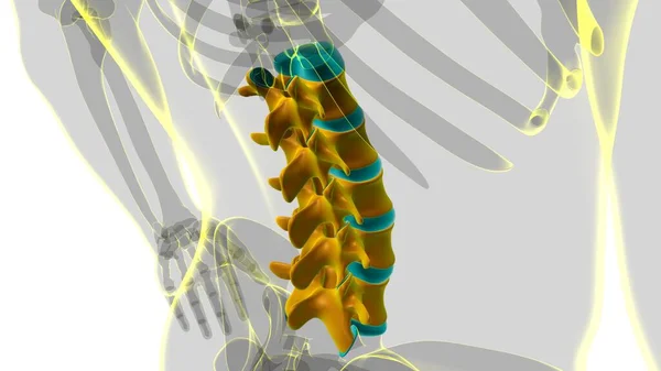 Human Skeleton Vertebral Columbar Vertebrae Anatomy Illustration — стокове фото