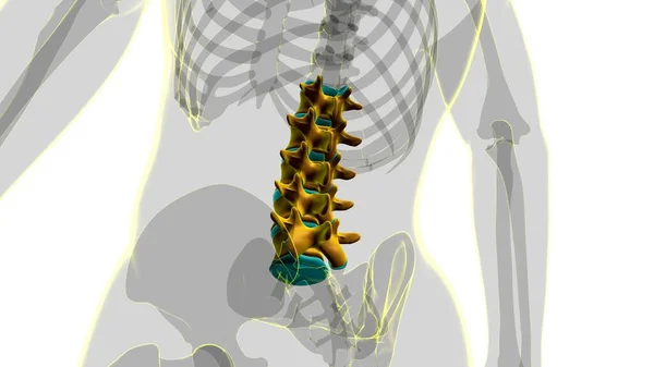 İnsan İskeleti Omurgası Bel Bel Omurgası Anatomi 3D Görüntü