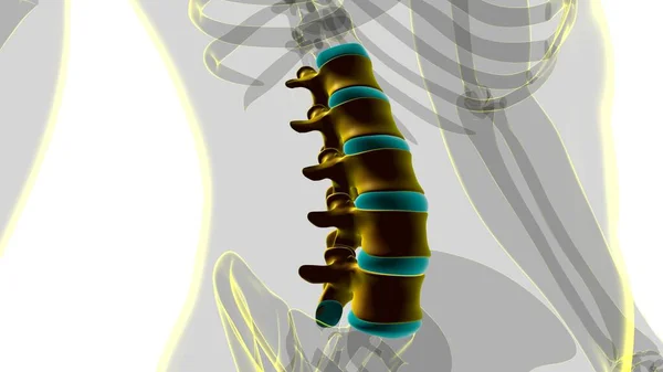 Ludzki Szkielet Kręgosłup Kręgosłup Lędźwiowy Kręgi Anatomia Ilustracja — Zdjęcie stockowe