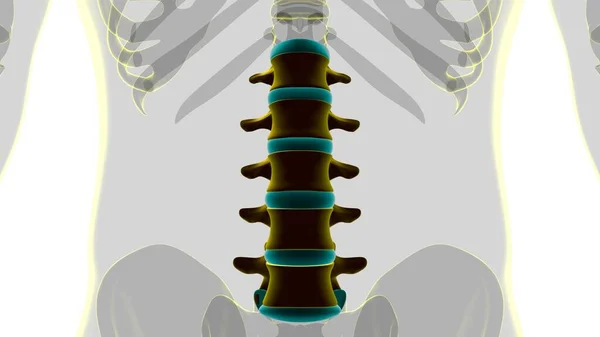 Human Skeleton Vertebral Column Lumbar Vertebrae Anatomy Illustration — 스톡 사진