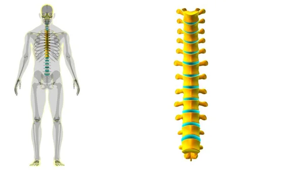 Human Skeleton Vertebral Columns Thoracic Vertebrae Anatomy Illustration — стокове фото