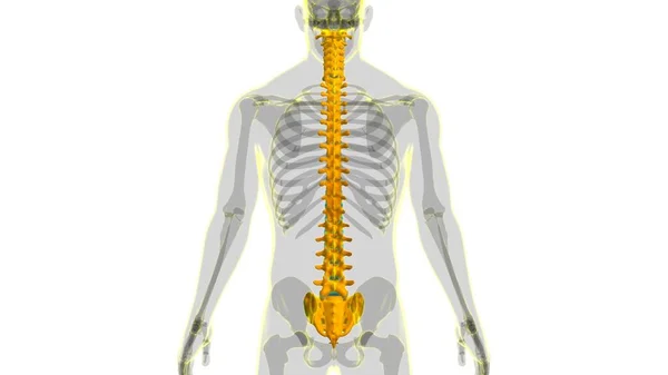 Human Skeleton Vertebral Columns Vertebrae Anatomy Illustration — стокове фото