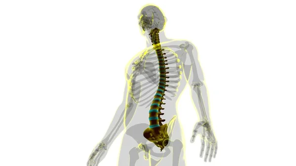 Human Skeleton Vertebral Columns Vertebrae Anatomy Illustration — стокове фото