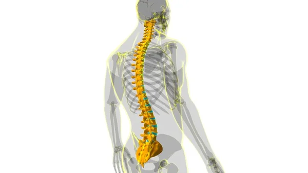 Columna Vertebral Esqueleto Humano Vértebras Anatomía Ilustración —  Fotos de Stock