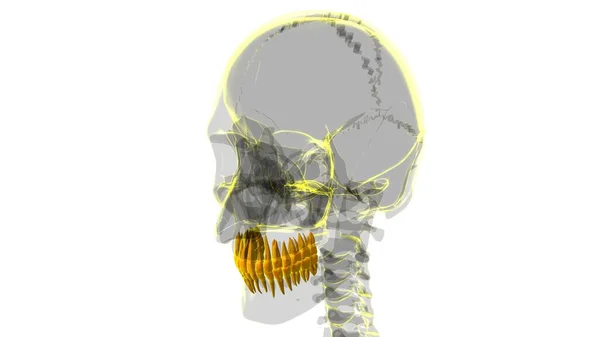 Ilustração Humana Anatomia Dos Dentes Para Conceito Médico — Fotografia de Stock