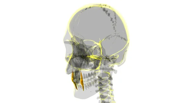 Human Teeth Canine Anatomy Illustration Medical Concept — Stock Photo, Image
