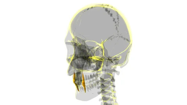 Ilustração Humana Anatomia Dos Dentes Caninos Para Conceito Médico — Fotografia de Stock