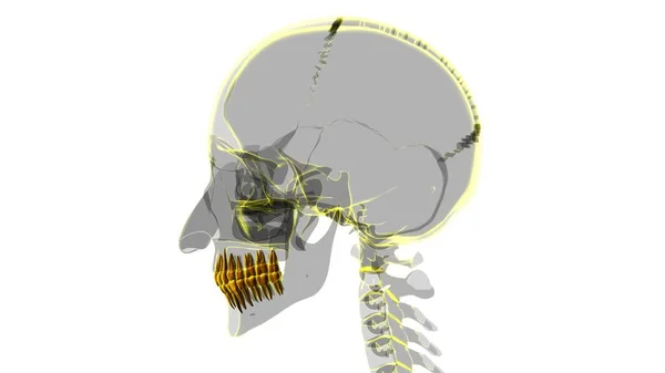 Ανθρώπινη Ανατομία Δοντιών Τρισδιάστατη Απεικόνιση Για Ιατρική Έννοια — Φωτογραφία Αρχείου
