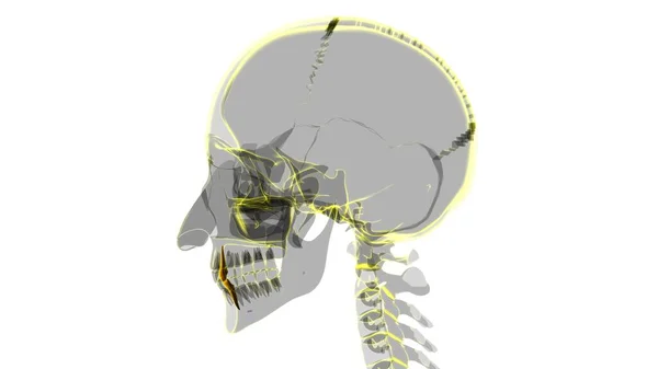 ヒト歯犬解剖学3Dイラスト 医学的概念のためのイラスト — ストック写真