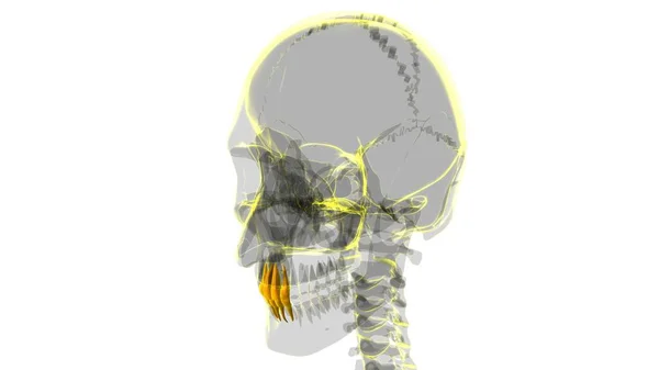 Illustrazione Umana Dell Anatomia Degli Incisivi Dei Denti Concetto Medico — Foto Stock