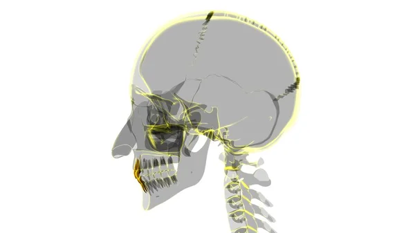 Illustrazione Umana Dell Anatomia Degli Incisivi Dei Denti Concetto Medico — Foto Stock