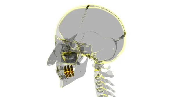 Ludzkie Zęby Molars Anatomia Ilustracja Dla Koncepcji Medycznej — Zdjęcie stockowe