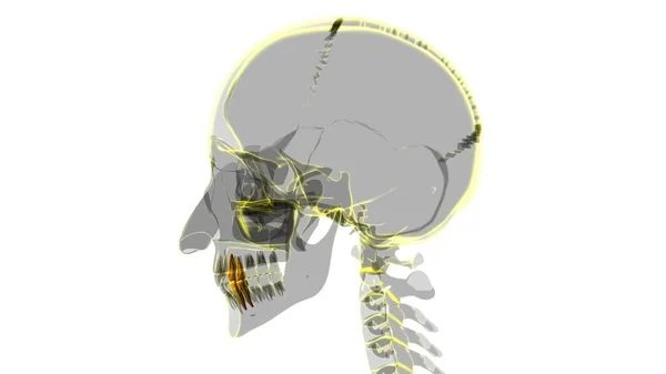 Dientes Humanos Premolars Anatomía Ilustración Para Concepto Médico —  Fotos de Stock