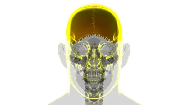 Anatomia Ossea Parietale Del Cranio Dello Scheletro Umano Illustrazione Medica — Foto Stock