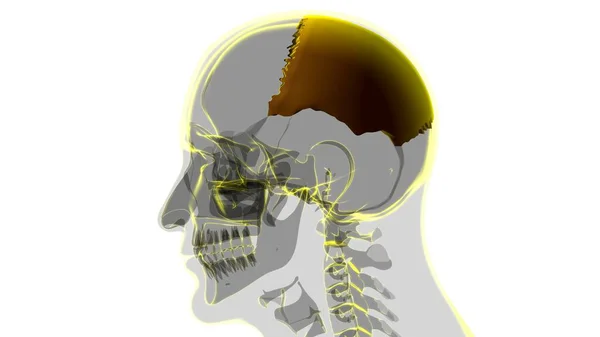 Menselijke Skelet Schedel Pariëtale Bot Anatomie Voor Medisch Concept Illustratie — Stockfoto